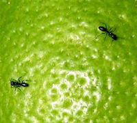 Ants - organic ant killer