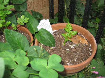 Cilantro Pictures - Growing cilantro in your garden.