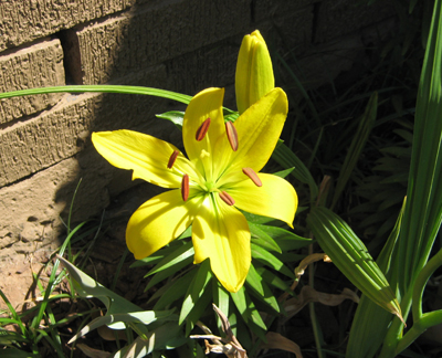 Yellow Lily Pictures - flowerbed design